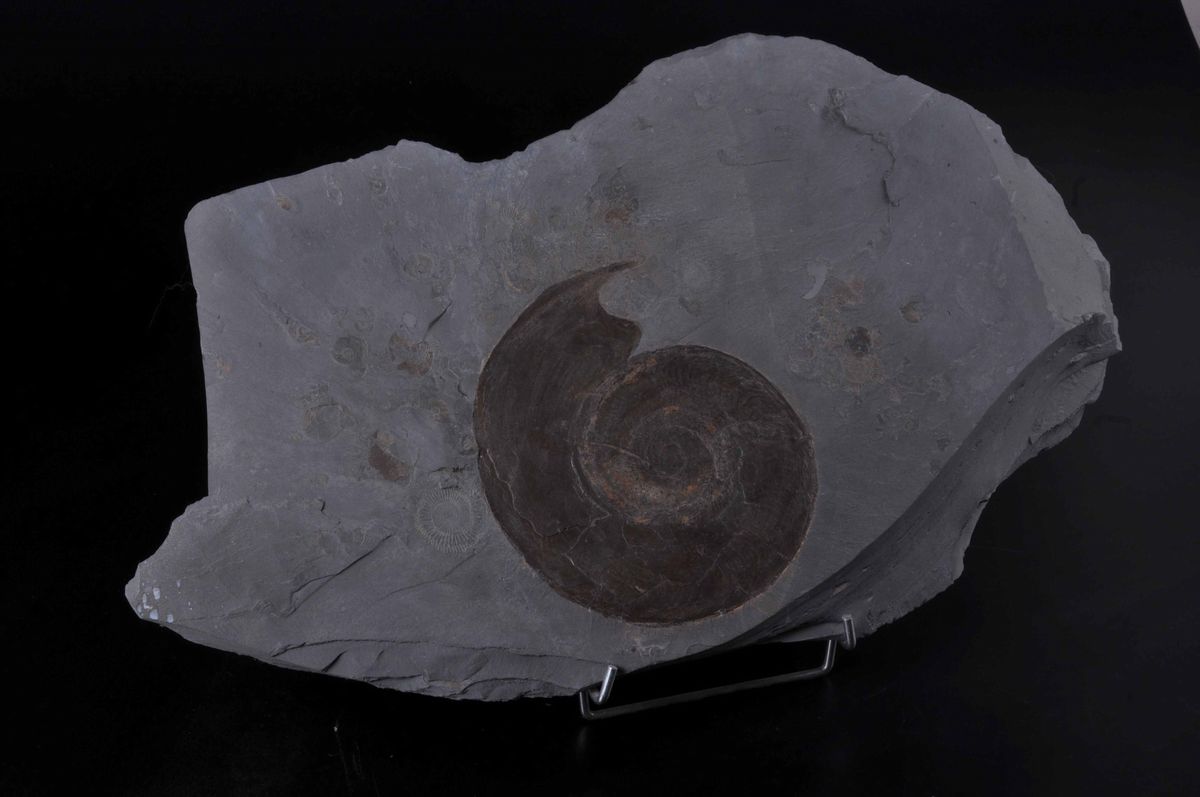 Ammonite su Lastra