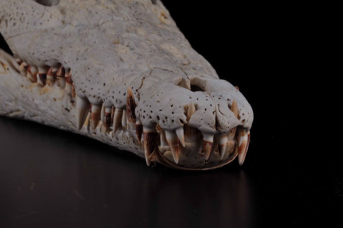 Cranio di Coccodrillo