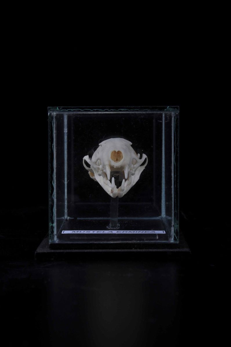 Cranio di Ermellino in Teca di Vetro