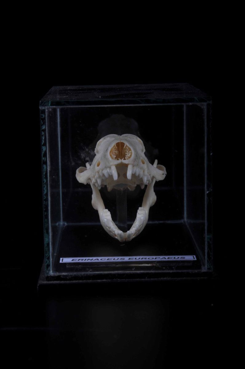 Cranio di Riccio in Teca di Vetro