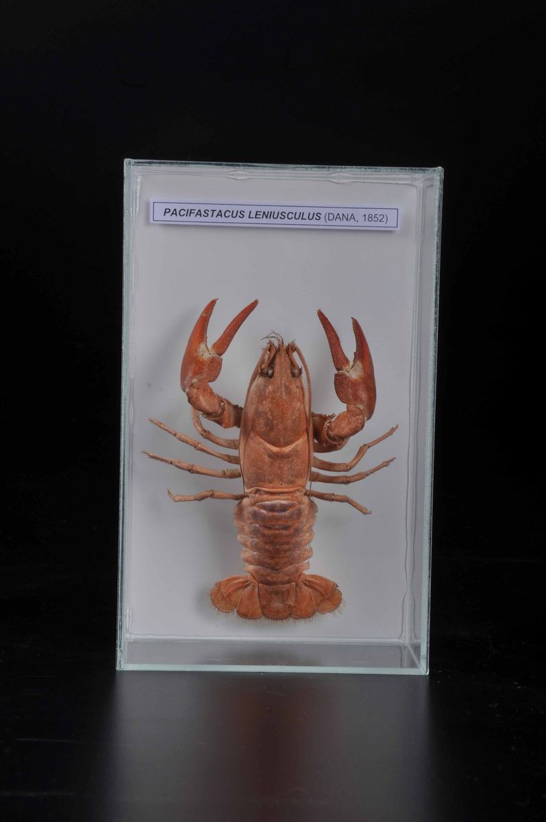 Crostaceo in Teca di Vetro