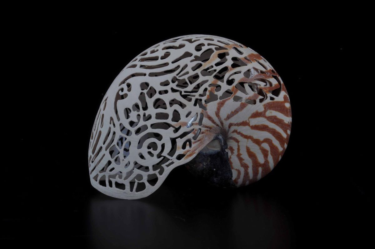Conchiglia Nautilus Incisa