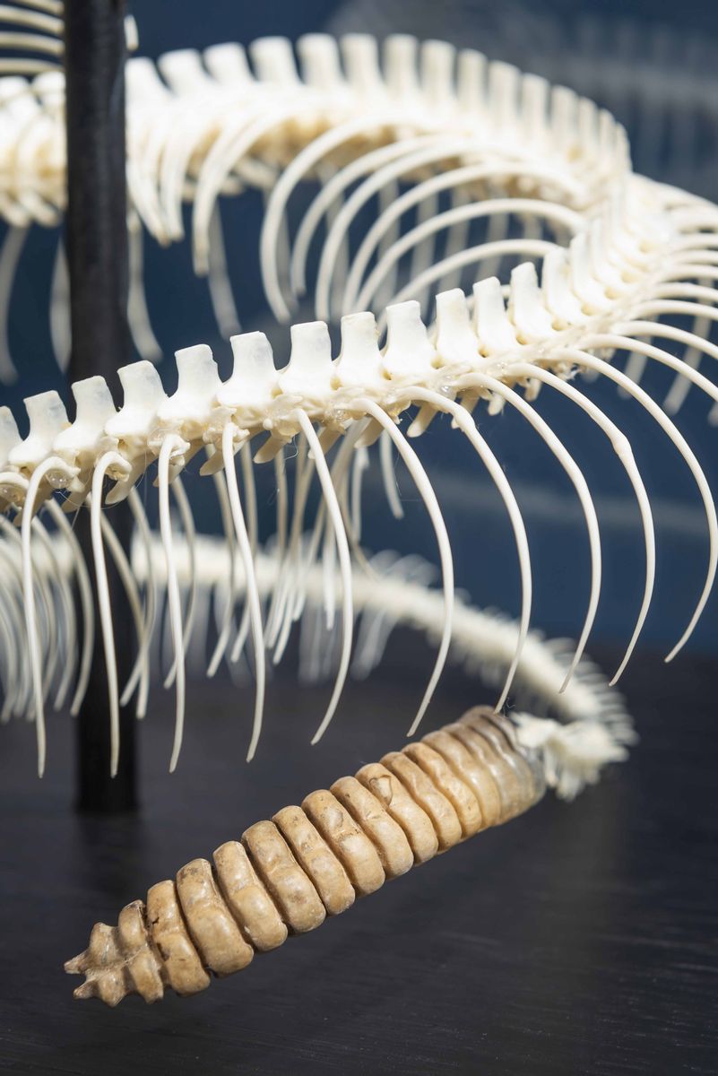 Scheletro di Serpente a Sonagli in Teca di Vetro