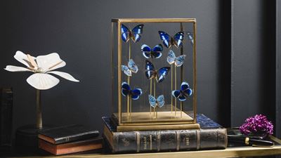 Nove Farfalle in Teca di Ottone