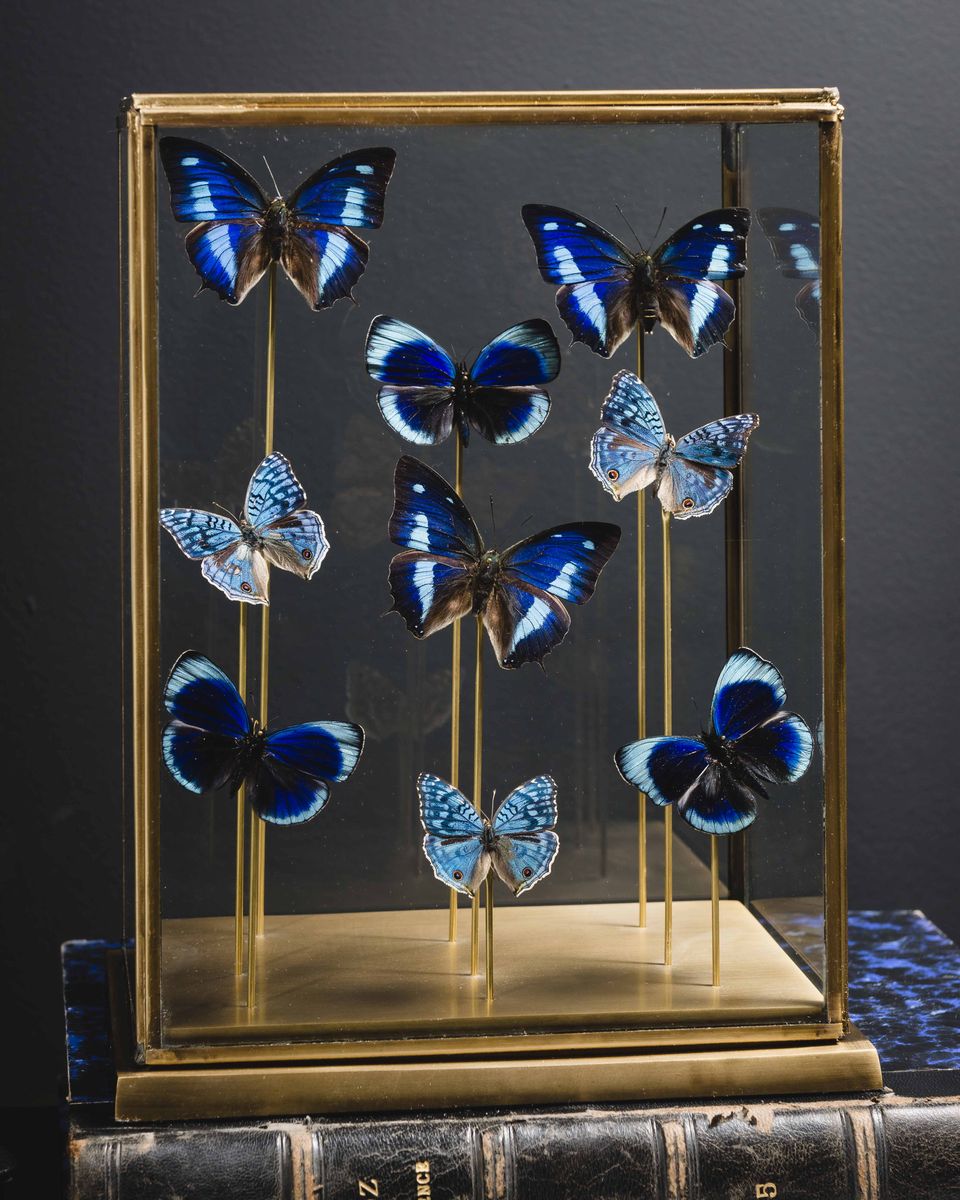 Nove Farfalle in Teca di Ottone