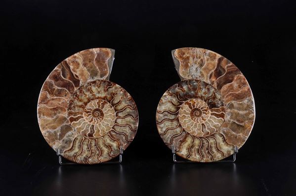 Superba ammonite sezionata