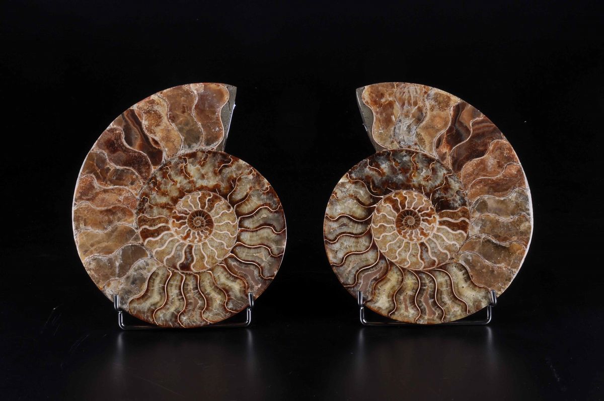 Superba Ammonite Sezionata