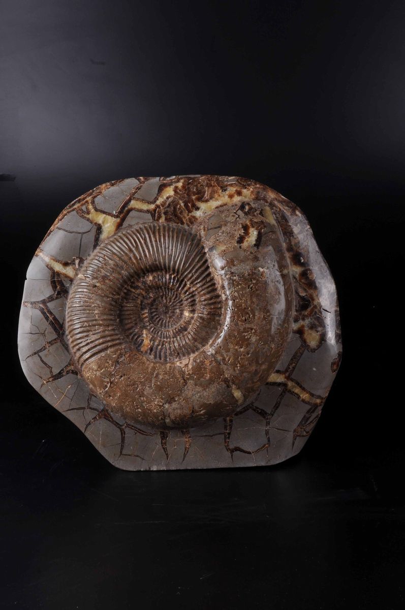 Ammonite in Nodulo Septaria