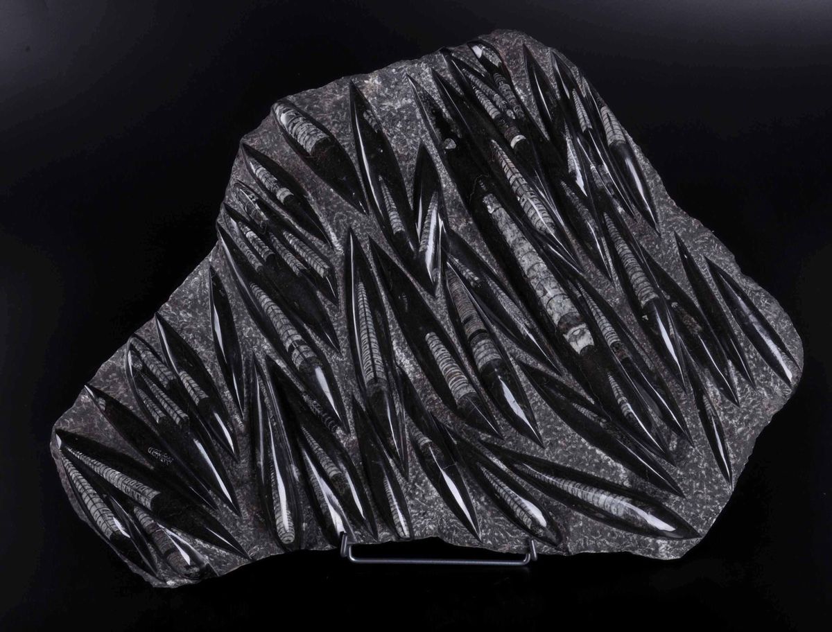 Astra di Orthoceras Ordoviciani