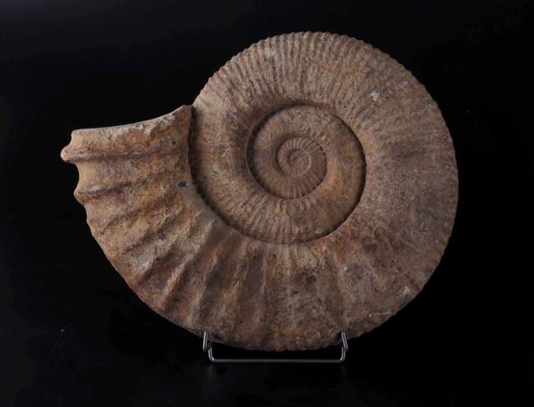 Grande ammonite