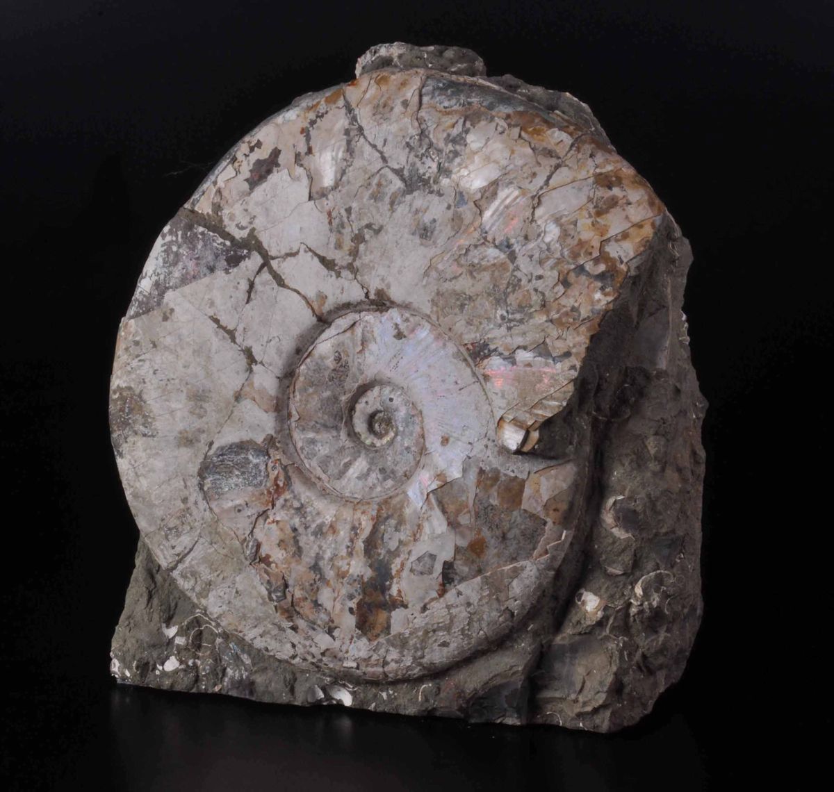 Ammonite su Matrice