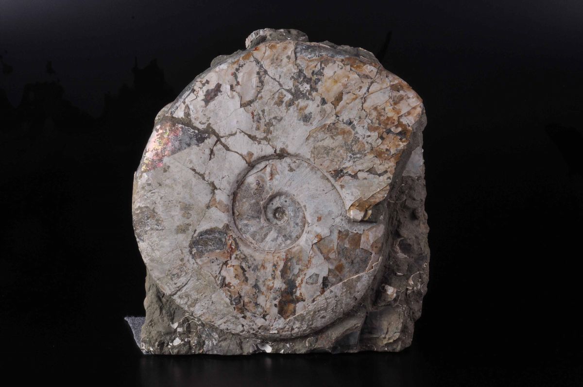 Ammonite su Matrice