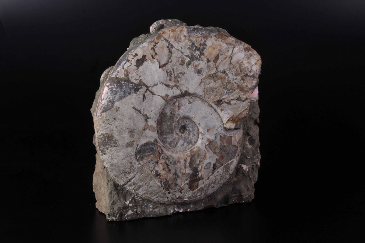 Ammonite su Matrice