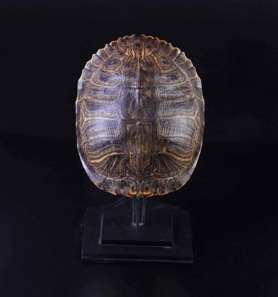 Carapace di Tartaruga su Base in Metallo