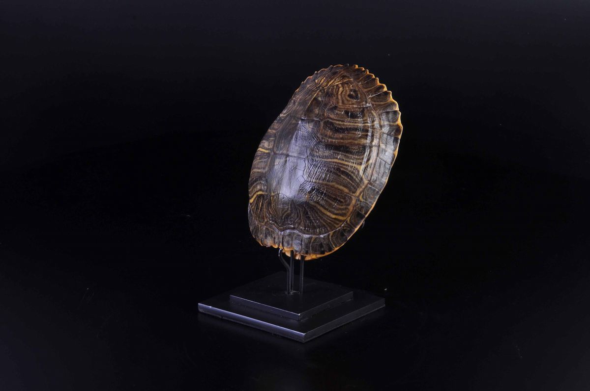 Carapace di Tartaruga su Base in Metallo