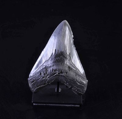 Dente Fossile di Squalo Megalodon