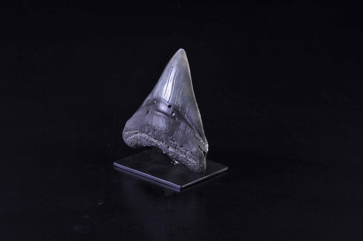 Dente Fossile di Squalo Megalodon