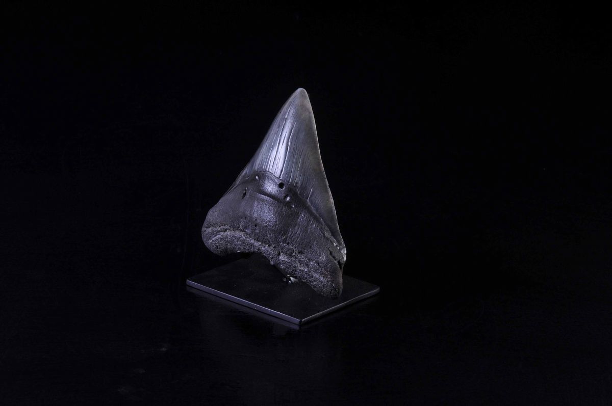 Dente Fossile di Squalo Megalodon