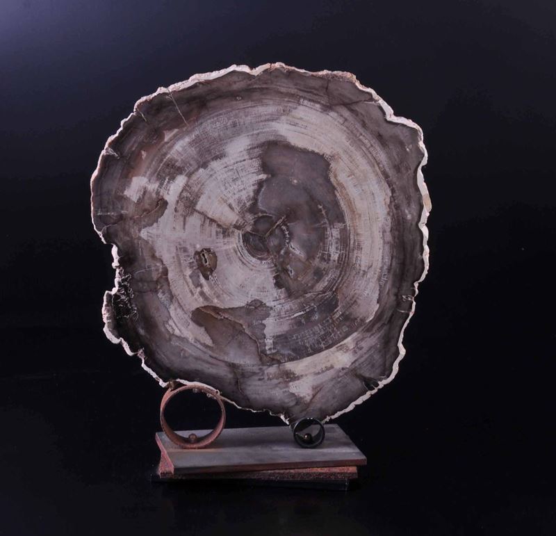 Sezione di legno fossile  - Auction Mirabilia - Natural History - Cambi Casa d'Aste