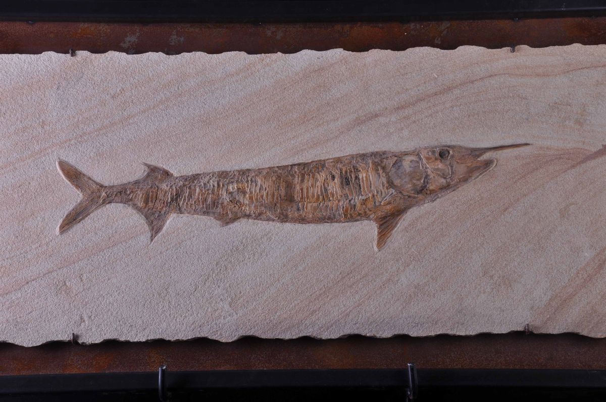 Pesce Rostrato Fossile del Genere Aspidorhynchus