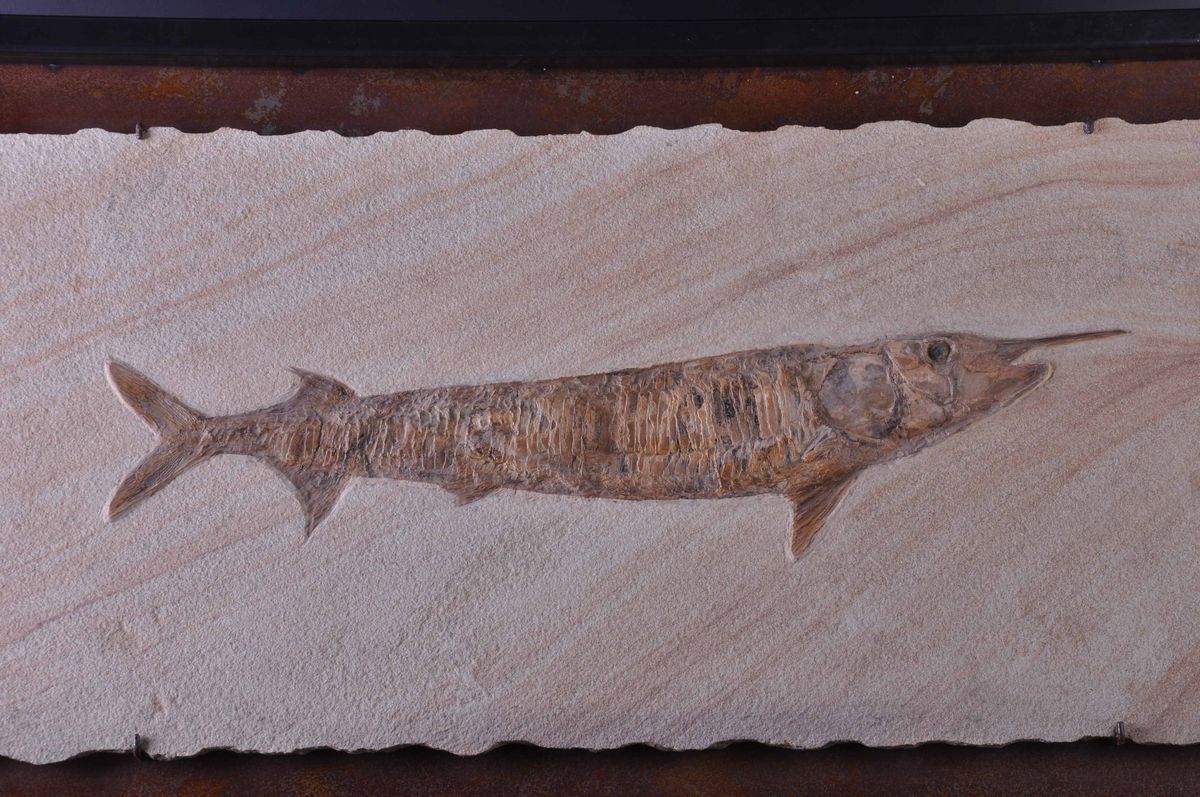 Pesce Rostrato Fossile del Genere Aspidorhynchus