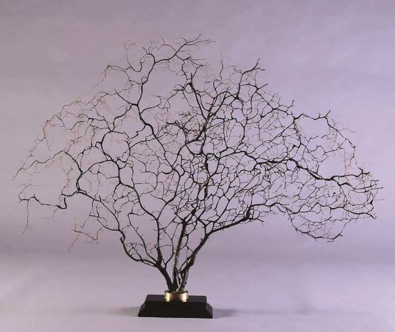 Gorgonia nera  - Auction Mirabilia - Natural History - Cambi Casa d'Aste