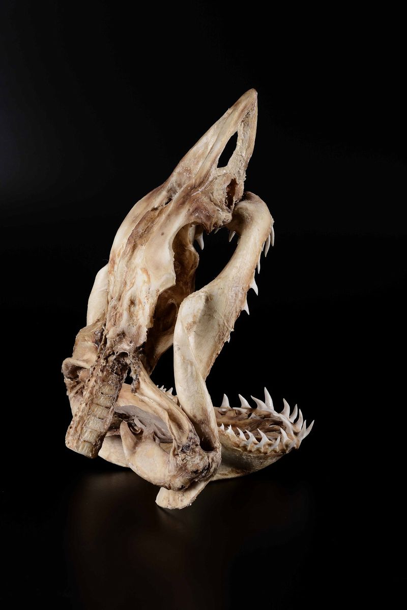 Preparazione di Neurocranio di Squalo Mako di Grande Dimensione