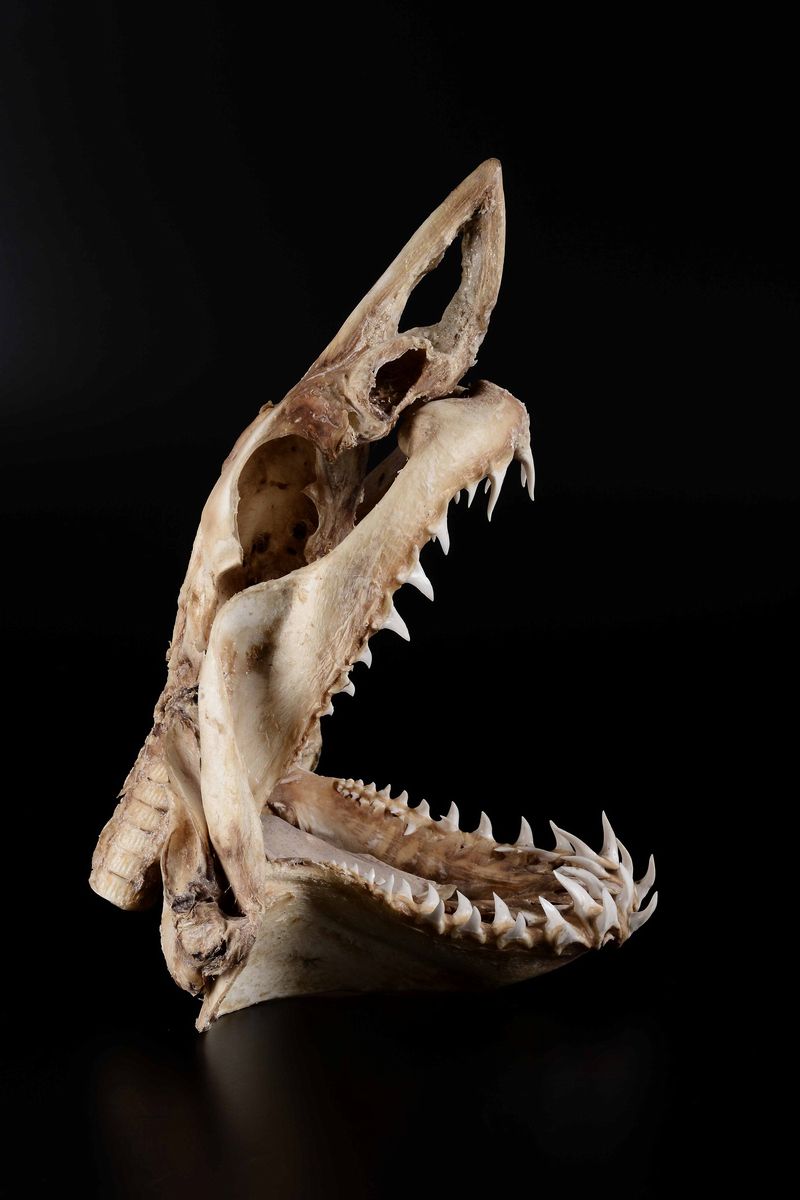 Preparazione di Neurocranio di Squalo Mako di Grande Dimensione