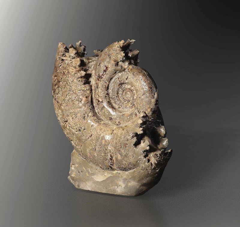 Scultura naturale originata dalla mineralizzazione in septaria di una grande ammonite  - Auction Mirabilia - Natural History - Cambi Casa d'Aste