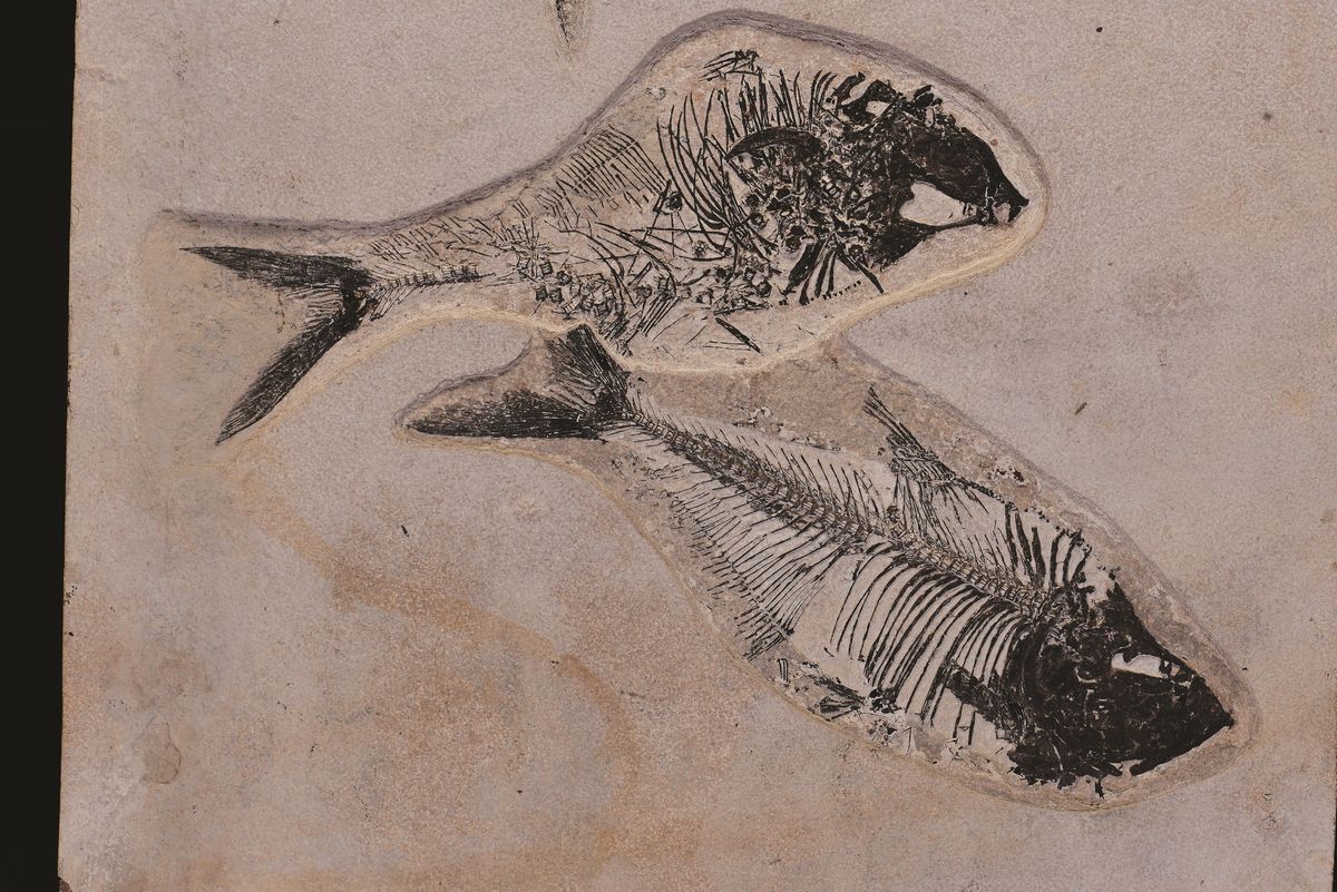 Composizione di Tre Pesci Fossili dal Wyoming, su Quadro in Legno