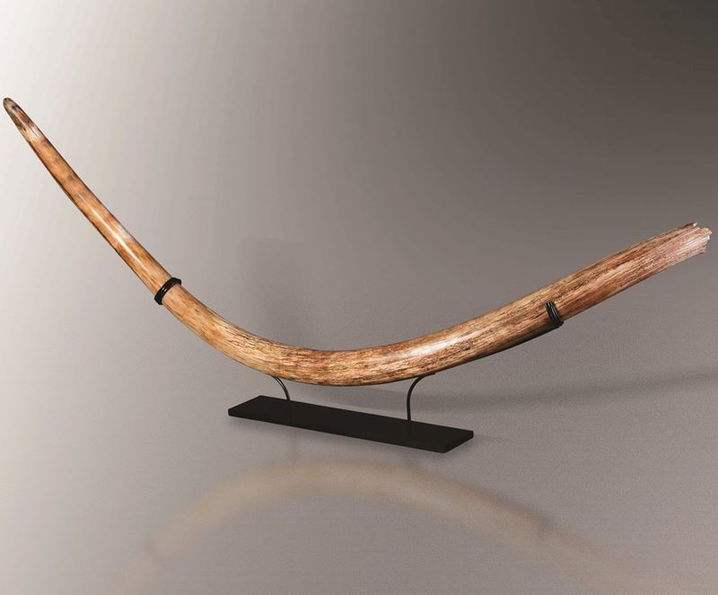 Grande zanna di mammut lanoso  - Auction Mirabilia - Natural History - Cambi Casa d'Aste