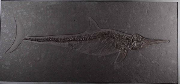 Magnifico esemplare di ittiosauro