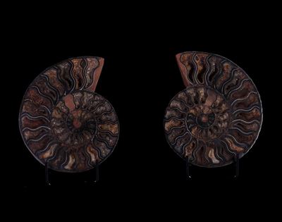 Ammonite Cleoniceras Sezionata