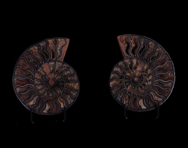 Ammonite Cleoniceras sezionata