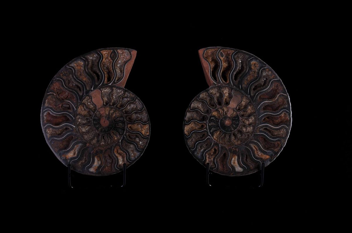 Ammonite Cleoniceras Sezionata