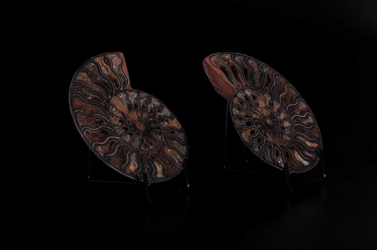 Ammonite Cleoniceras Sezionata