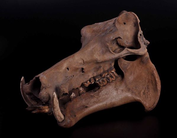 Cranio fossile di ippopotamo nano del Madagascar meridionale