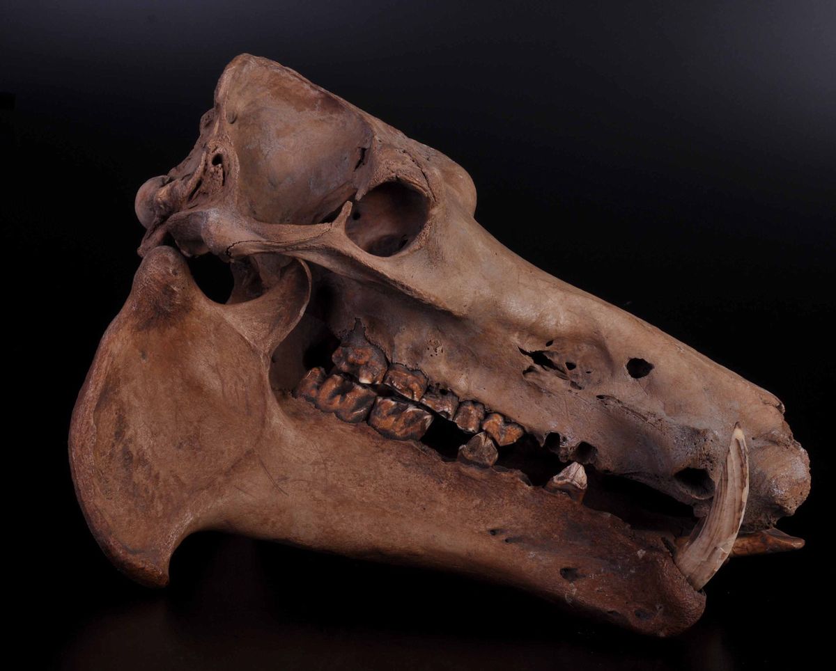 Cranio Fossile di Ippopotamo Nano del Madagascar Meridionale