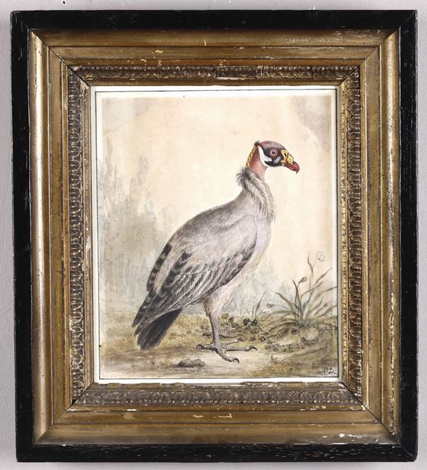 Siglato A.D., inizi XIX secolo Uccello esotico