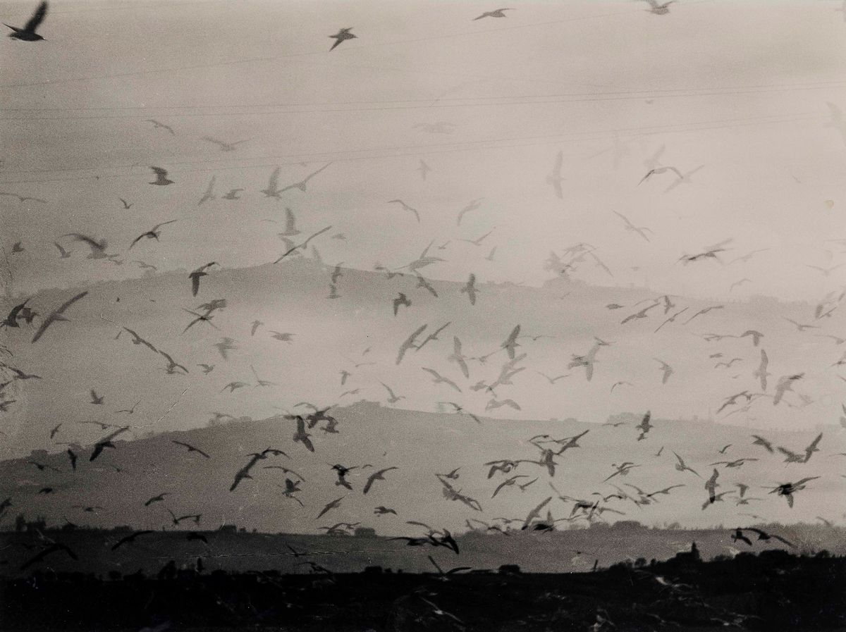 Mario Giacomelli - Voglia di Vivere