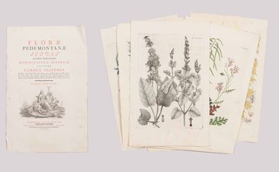 Ventisette Incisioni Tratte da un Libro di Botanica, Alcune a Colori