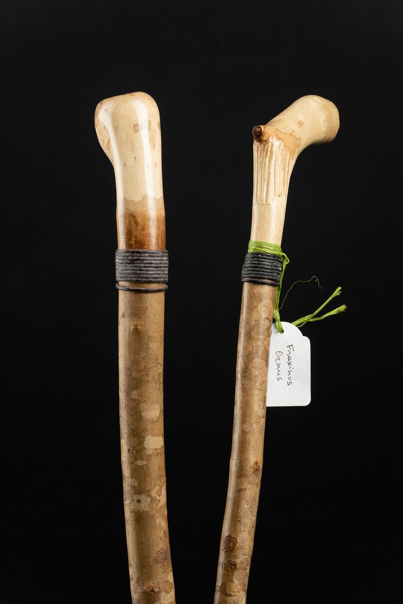 Bastoni da Passeggio in Legno, Europa, Inizi XX Secolo
