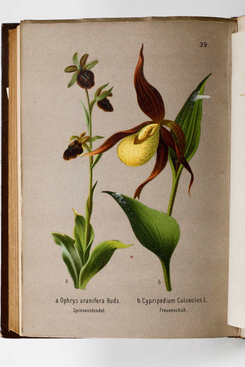 Sterne, Carus Vonsommerblumen. Eine Schilderung Der Heimischen Blumenwelt...leipsig,g. Feitag, 18...