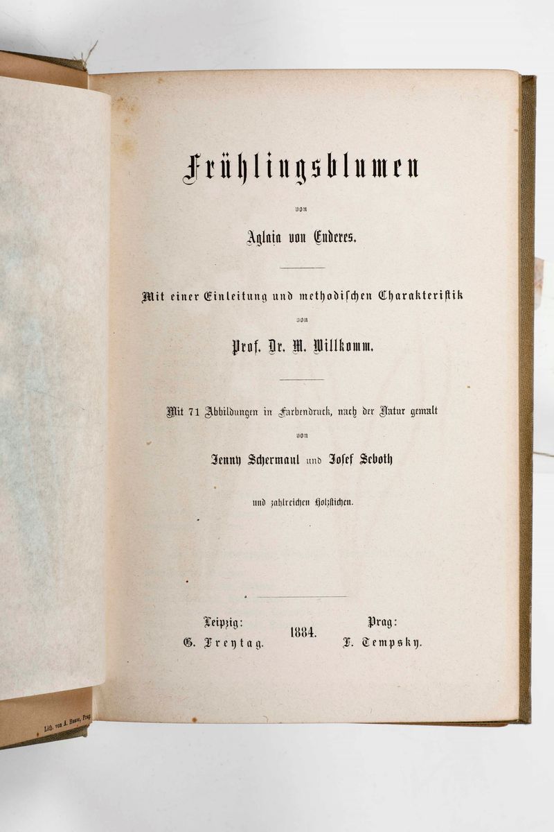 Sterne, Carus Vonsommerblumen. Eine Schilderung Der Heimischen Blumenwelt...leipsig,g. Feitag, 18...