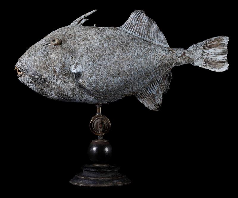 Pesce balestra  - Auction Mirabilia - Cambi Casa d'Aste