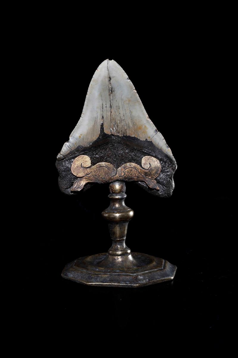 Dente di Megalodon