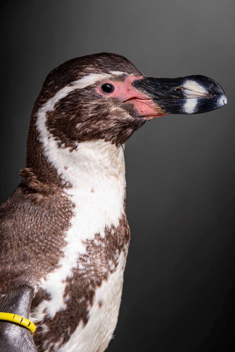 Pinguino di Humboldt