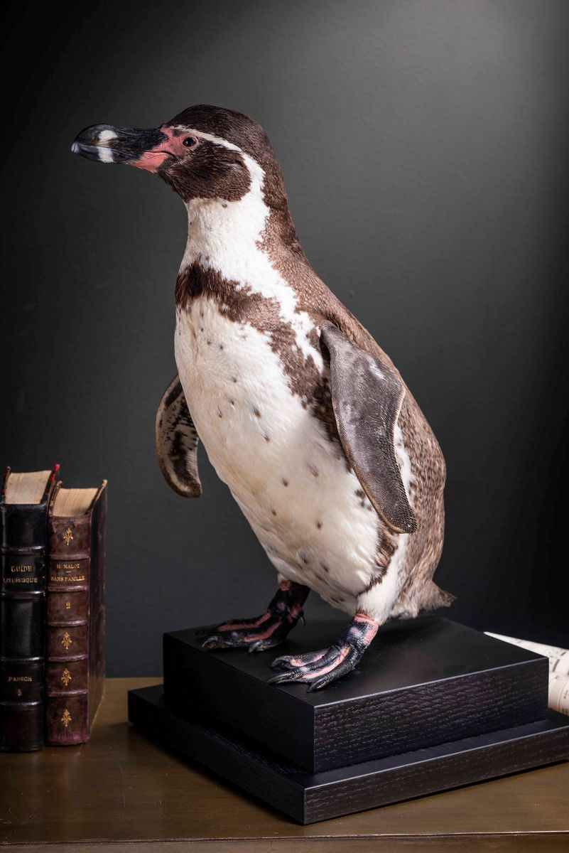 Pinguino di Humboldt