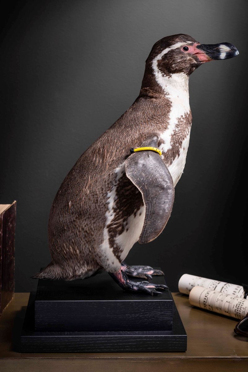 Pinguino di Humboldt