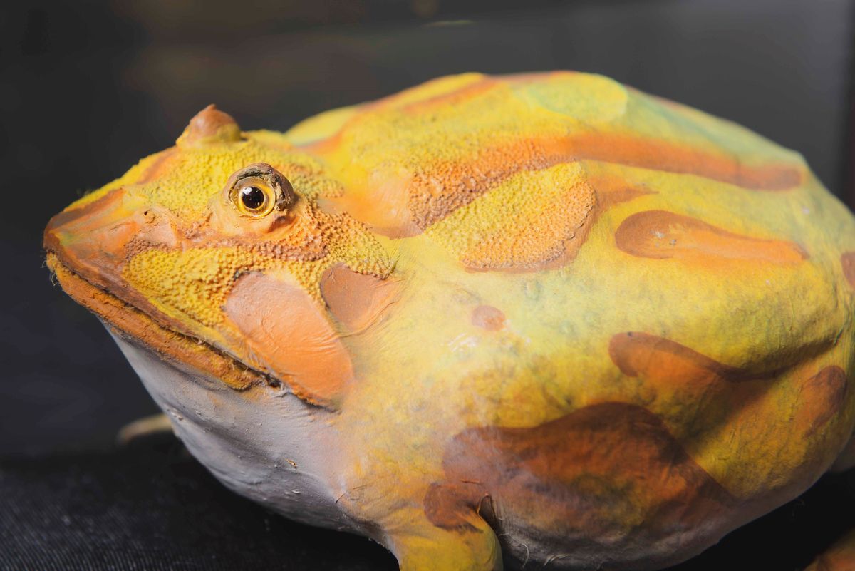 Rana Pacman